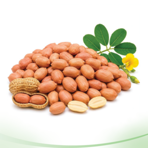 Peanut চিনা বাদাম